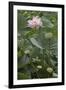 Sacred Lotus (Nelumbo Nucifera)-Dr. Nick Kurzenko-Framed Photographic Print