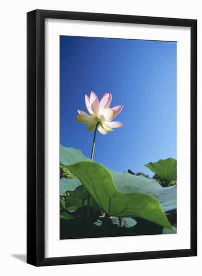 Sacred Lotus-null-Framed Photographic Print