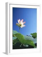 Sacred Lotus-null-Framed Photographic Print