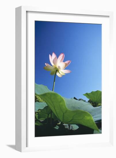 Sacred Lotus-null-Framed Photographic Print