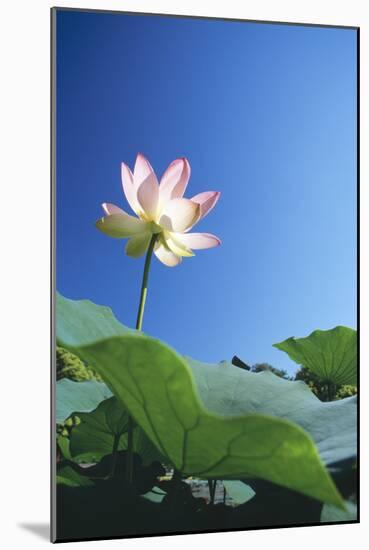 Sacred Lotus-null-Mounted Photographic Print