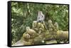 Sacred Monkey Forest, Ubud, Bali, Indonesia, Southeast Asia, Asia-G &-Framed Stretched Canvas