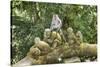 Sacred Monkey Forest, Ubud, Bali, Indonesia, Southeast Asia, Asia-G &-Stretched Canvas