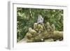 Sacred Monkey Forest, Ubud, Bali, Indonesia, Southeast Asia, Asia-G &-Framed Photographic Print