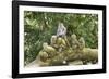 Sacred Monkey Forest, Ubud, Bali, Indonesia, Southeast Asia, Asia-G &-Framed Photographic Print