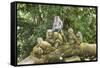 Sacred Monkey Forest, Ubud, Bali, Indonesia, Southeast Asia, Asia-G &-Framed Stretched Canvas