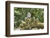 Sacred Monkey Forest, Ubud, Bali, Indonesia, Southeast Asia, Asia-G &-Framed Photographic Print