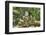 Sacred Monkey Forest, Ubud, Bali, Indonesia, Southeast Asia, Asia-G &-Framed Photographic Print