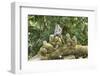 Sacred Monkey Forest, Ubud, Bali, Indonesia, Southeast Asia, Asia-G &-Framed Photographic Print