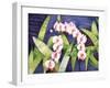 Sacred Orchids-Mary Russel-Framed Giclee Print