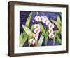 Sacred Orchids-Mary Russel-Framed Giclee Print