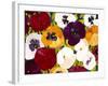 Sacred Pansies-Mary Russel-Framed Giclee Print