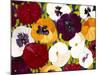 Sacred Pansies-Mary Russel-Mounted Giclee Print