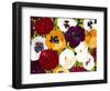 Sacred Pansies-Mary Russel-Framed Giclee Print