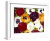 Sacred Pansies-Mary Russel-Framed Giclee Print