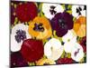 Sacred Pansies-Mary Russel-Mounted Giclee Print