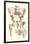 Sacroiliac Bones-null-Framed Art Print