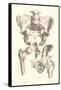 Sacroiliac Bones-null-Framed Stretched Canvas