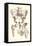 Sacroiliac Bones-null-Framed Stretched Canvas