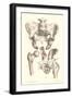 Sacroiliac Bones-null-Framed Art Print