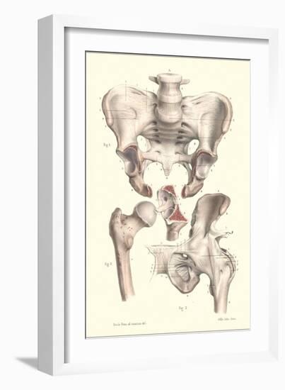 Sacroiliac Bones-null-Framed Art Print