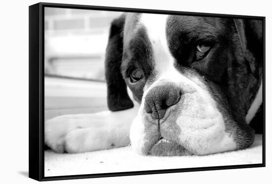 Sad Boxer Dog-miketea88-Framed Stretched Canvas