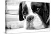 Sad Boxer Dog-miketea88-Stretched Canvas