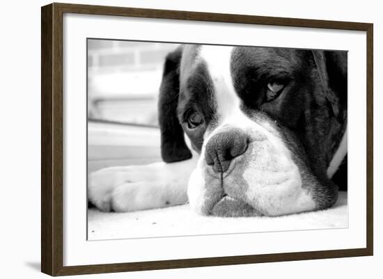 Sad Boxer Dog-miketea88-Framed Art Print