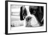 Sad Boxer Dog-miketea88-Framed Art Print