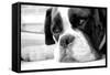 Sad Boxer Dog-miketea88-Framed Stretched Canvas