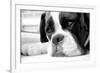 Sad Boxer Dog-miketea88-Framed Art Print