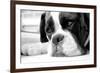 Sad Boxer Dog-miketea88-Framed Art Print