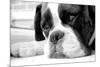 Sad Boxer Dog-miketea88-Mounted Art Print