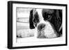 Sad Boxer Dog-miketea88-Framed Art Print