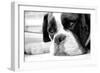 Sad Boxer Dog-miketea88-Framed Art Print