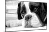 Sad Boxer Dog-miketea88-Mounted Art Print