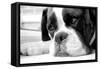 Sad Boxer Dog-miketea88-Framed Stretched Canvas
