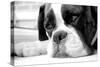 Sad Boxer Dog-miketea88-Stretched Canvas