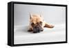 Sad Frenchie-Susan Sabo-Framed Stretched Canvas