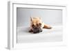 Sad Frenchie-Susan Sabo-Framed Photographic Print