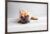 Sad Frenchie-Susan Sabo-Framed Photographic Print