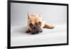 Sad Frenchie-Susan Sabo-Framed Photographic Print