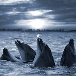 The Bottle-Nosed Dolphins In Sunset Light-sad444-Stretched Canvas