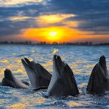 The Bottle-Nosed Dolphins In Sunset Light-sad444-Laminated Photographic Print