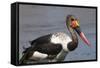 Saddle-Billed Stork (Ephippiarhynchus Senegalensis), Okavango Delta, Botswana, Africa-Sergio Pitamitz-Framed Stretched Canvas