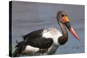 Saddle-Billed Stork (Ephippiarhynchus Senegalensis), Okavango Delta, Botswana, Africa-Sergio Pitamitz-Stretched Canvas