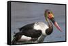 Saddle-Billed Stork (Ephippiarhynchus Senegalensis), Okavango Delta, Botswana, Africa-Sergio Pitamitz-Framed Stretched Canvas