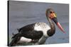 Saddle-Billed Stork (Ephippiarhynchus Senegalensis), Okavango Delta, Botswana, Africa-Sergio Pitamitz-Stretched Canvas