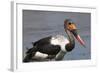 Saddle-Billed Stork (Ephippiarhynchus Senegalensis), Okavango Delta, Botswana, Africa-Sergio Pitamitz-Framed Photographic Print