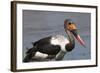 Saddle-Billed Stork (Ephippiarhynchus Senegalensis), Okavango Delta, Botswana, Africa-Sergio Pitamitz-Framed Photographic Print